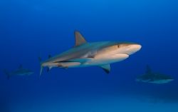 Reef Shark trio by Karl Dietz 